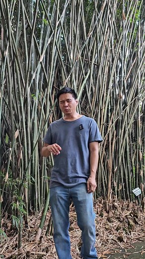 Descubra as Verdades Sobre o Bambu e Suas Características
