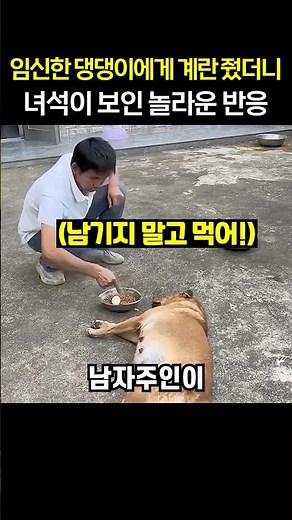 임신한 댕댕이에게 계란 줬더니.. 녀석이 보인 놀라운 반응