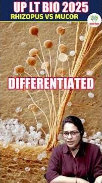 🌿 Rhizopus vs Mucor 🔬 जानिए इन दोनों Fungi में क्या हैं जबरदस्त अंतर! #SciencePlanet