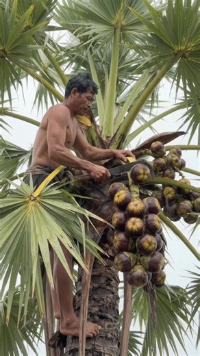 Palmyra Fruit Harvesting and Eating in Heavy Rain