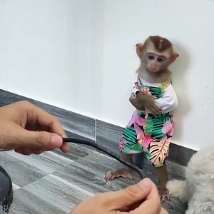 Monkey KaKa and dog SuSu make Dad angry by damaging the cable | Monkey KAKA Family