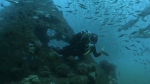 25K views · 552 reactions | A new-age ocean installation off the Queensland coast is providing hope for the underwater habitat as the Great Barrier Reef suffers amid a mass coral bleaching event. Watch the full episode at SkyNews.com.au/Stream | Sky News Australia | Facebook