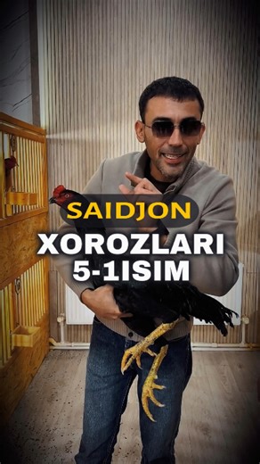 Sarvar__store on Instagram: "💣 SAIDJON HOROZLARI | 5-QISM ⚔️ BU YERDA ORTGA YO‘L YO‘Q. SINDIM DEGANI — YO‘Q. CHARCHADIM DEGANI — YO‘Q. FAKAT NATIJA. 👉 TO‘LIQ VIDEO YouTube’DA 🔗 https://www.youtube.com/@petruxaxorozlar 📲 Telegram: https://t.me/petrexaxorozlar 📞 +99897 768 88 77 | +99850 088 88 86"