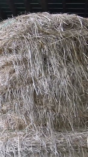 1K views | Farm Kids: One of a Kind | Exploring Alabama | Facebook