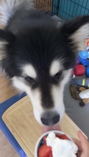 How to Make Homemade Dog Treats: Healthy Dog Snack and Easy to Make No.1