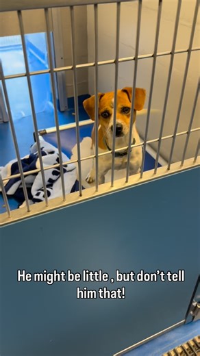 Who says you can’t find small dogs at the shelter? Sparky here is about 28 lbs and a mix of….. everything??? He is the friendliest guy around and loves everyone he meets- canine and human. Just looking at him makes you happy 😃! 🐾 Sparky 💙 male 🎂 7 years ✂️ not yet neutered 1st vaccines 🧬 mix ❤️🐛 low positive 🐶 dog friendly ! 📍Lancaster County Animal Shelter SC ❇️ Pull fees sponsored ❇️ $300 sponsorship for heartworm positive dogs for treatment (if adopted, this is sent directly to the tr
