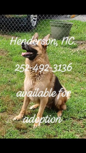 4.6K views · 46 reactions | Annabelle is an intact female GSD in as a stray. She is around 5 years old and weighs 70 pounds. Annabelle is HW negative. An absolutely beautiful dog, knows some basic commands, walks great on a leash and very open to meeting new people. If not reclaimed she will be available on 6/28/23. Henderson, NC. 252-492-3136 | Friends of Vance County Animal Shelter | Facebook