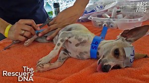 3.5K views · 17 reactions | Dr Peter Denooij of Canada was in...