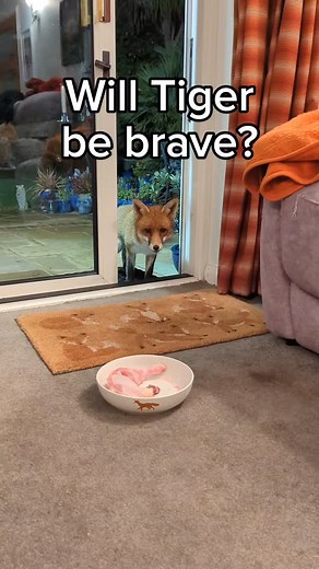 Is Tiger brave enough to become a house fox like Heidi? (With a surprise appearance!) #foxes #animals #cute #funny #wildlife | Lucy Goacher & Foxes