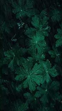 ASMR | Relaxing Rain and Thunder Sounds #shorts