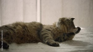 A young highland lynx cat licks its belly. The sly house cat washes. The kitten licks its lips after eating and washes with its paw.