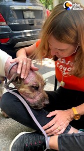 Just a little bit of love can go a long way. Watch how this helpless dog receives the love of a whole community and completely transforms into a bear 💛 | The Dodo