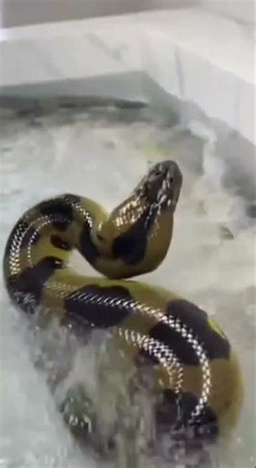 Toy Anaconda Turns REAL in 1 Second 🐍