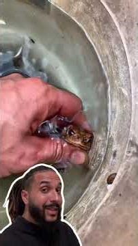 Why do frogs ALWAYS fall into swimming pools? 🐸🤔