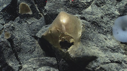 Mysterious alien egg found in Alaska | The proof is out there