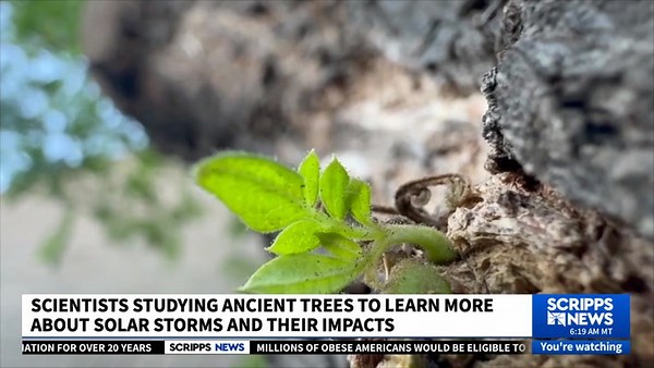 Decoding Tree Rings: The Quest to Forecast Solar Storms