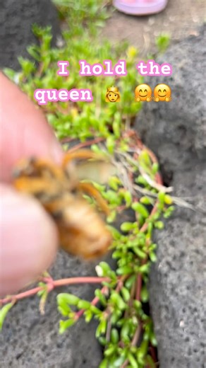 I found and captured the golden queen bumble bee for @LuckyDucky1965 🤗🤗