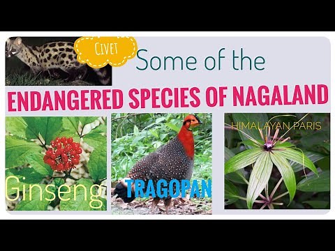 Endangered Flora and Fauna of NAGALAND