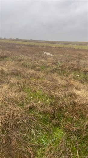 Guiller.setter | DENDABERRI BAHAMA Disfrutando bajo la lluvia con esta pareja de codornices... | Instagram