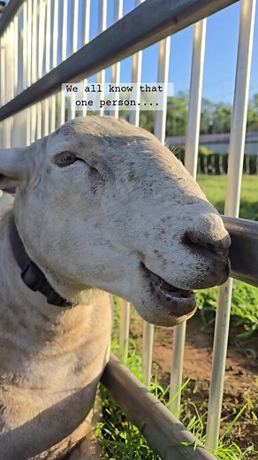 La audacia de Suzie y las ovejas en Brisbane