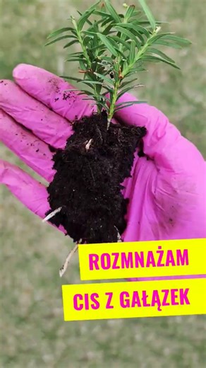 I propagate yew from twigs #propagation #seedlings #gardening #hedge