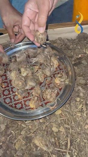 🪴Saffron Planting with Didi Ji 🪴 Embrace the beauty of spring at Yugal Kunj, where our devotion blooms like the flowers in our gardens. Discover the serenity and tranquility here. 🌸✨ | Yugal Kunj - Radha Krishna Temple & Community Center