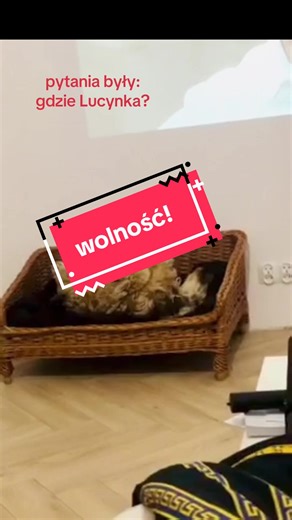 lucynka u babci ma wakajki :) #cockerspaniel #cockerspaniellove #happydog #piesek #cockerspanieltiktok