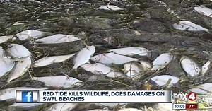 Red Tide causes large fish kills in Englewood