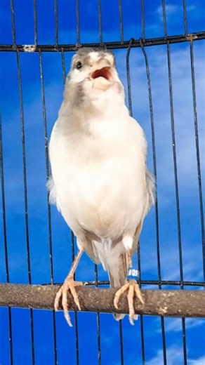 suara kenari gacor #kenarigacor