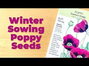 How to Sow Poppy Seeds in Winter Snow | Winter Sowing Poppies #seedstarting #flowergarden