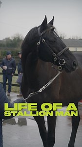 5.9K views · 278 reactions | What does it take to be a stallion man? Ex-jockey Brian Crowley has the answers during a busy covering season  | World Horse Racing | Facebook