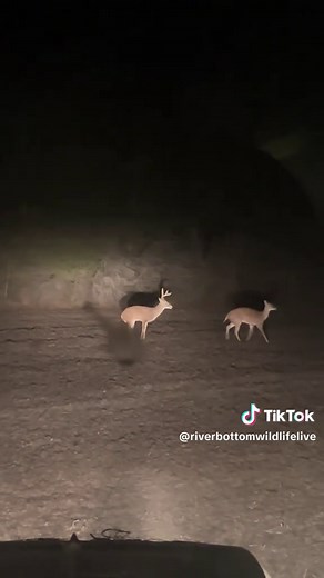 Deer Breeding Behavior Explained