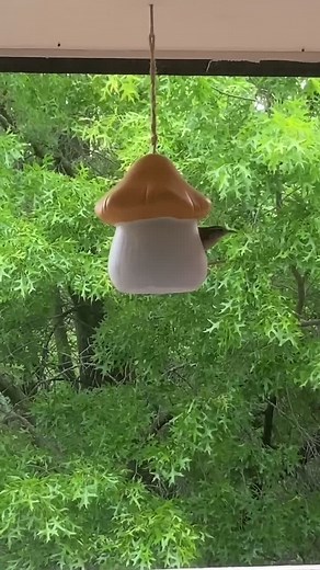 Adorable Bird Houses: A Home for Feathered Friends