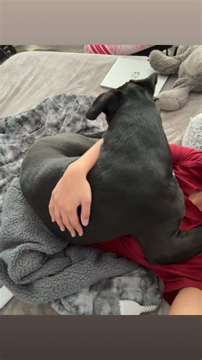 Understanding the Pitbull Mix Temperament