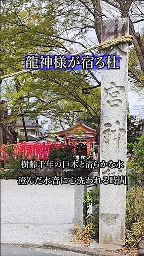 【和の癒やし】龍神様が住む巨大霊木。秩父最古級の聖域「秩父今宮神社」で心整う旅🌿 #shorts