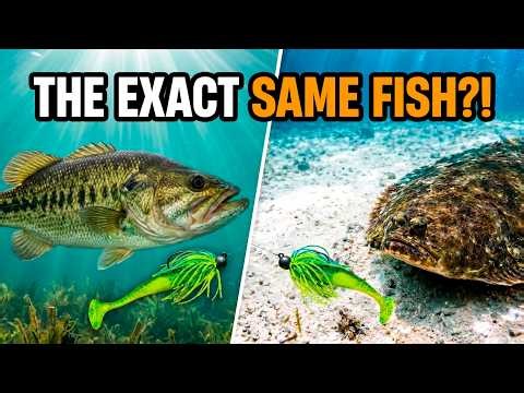 Why You Fish For Largemouth Bass Like Saltwater Fluke