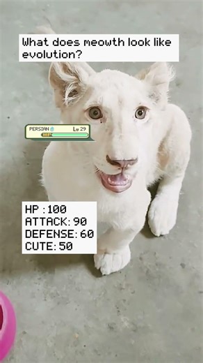 What does meowth look like evolution