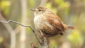 Wishing you a beautiful wednesday! Winter wren singing (Troglodytes hiemalis) North America. | BIRDS & Nature