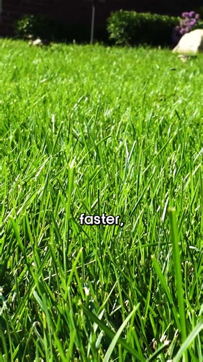 The 2-Step Secret to Growing Grass! #lawn #lawncare #landscaping #grass | Big Lakes Lawncare LLC.