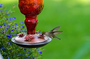 Homemade Hummingbird Food That Will Be Sure to Attract