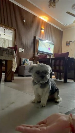 Jojo’s Sweetest Moment 🐶 #cutedog #jojo #funnydog