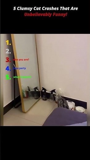 5 Clumsy Cat Crashes That Are Unbelievably Funny! LIKE FOR THE CAT! 😻