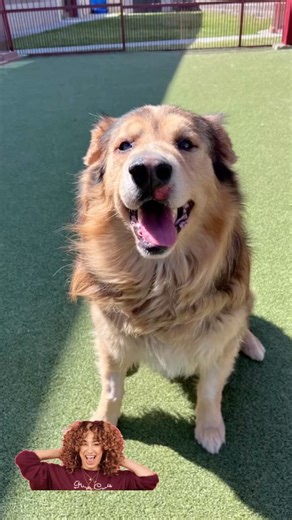 48 reactions · 3 comments | Teddy is our six year old male Chow Chow...