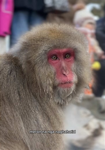 Visiting Snow Monkey Park in Nagano: A Unique Experience