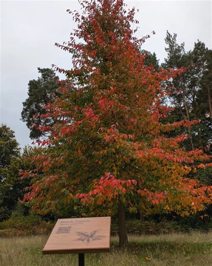 Originating from the North American East and parts of Mexico, the Black Tupelo displays extraordinary colours in autumn when its foliage turns purple and then scarlet red❤️ The tree also produces small blackish-blue fruits which are enjoyed by wildlife. They have a sour taste, giving the tree its common name, Sour Gum. Nyssa trees prefer damp, moist soil, and also woodland settings, leading to their scientific name. Nyssa was a Greek water nymph and in Latin sylvatica means ‘of the woodland’. Th