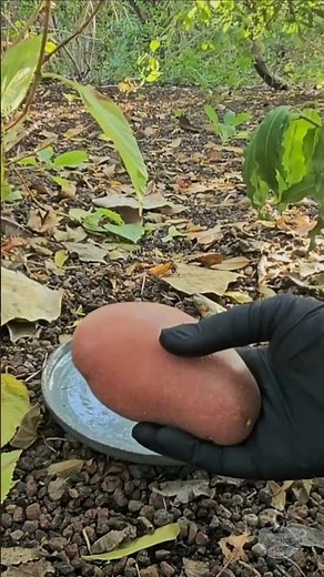Can you generate electricity from a potato? #physics #diyscience #experiment #potatopower #stem