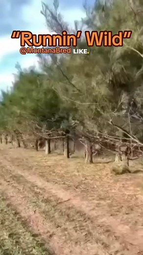 Elk Running and Jumping in the Wild