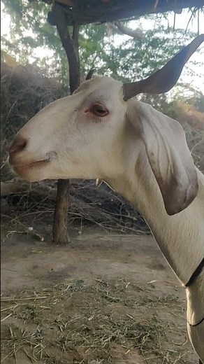 Angry and Funny Goats | Funniest Goat Screams and Fails #shortsfeed #animals #whitegoat