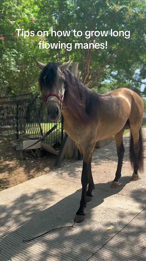 this is what we do to get our beautiful manes and tails #horsegrooming#andalusian#buckskin#screammovie#fordays#stallion