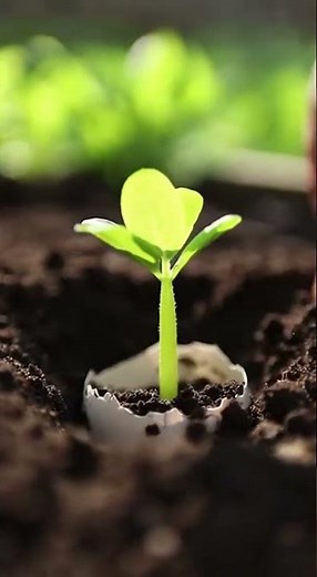 Coquilles d’œufs : comment les utiliser chez vous pour faire pousser des plantes